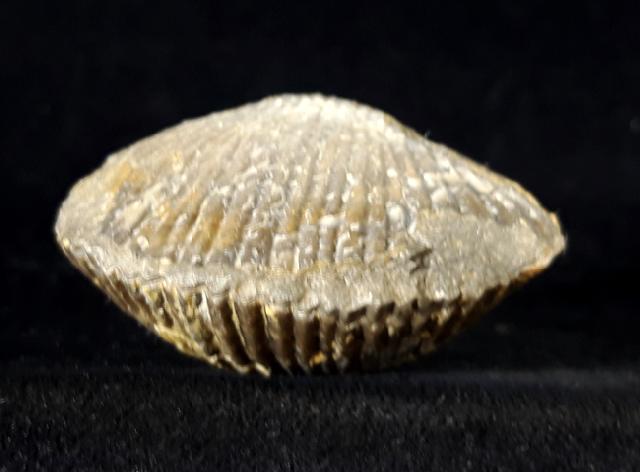 Sakawairhynchia olenekensis DAGYS 1965 - Bild © FossNet FossilienStore